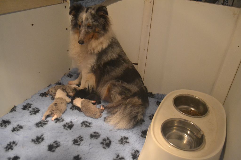 Chiot Shetland Sheepdog du Domaine De Kerparavelh